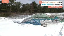 ぶどう「ビニールハウス」大雪で倒壊　修繕に数百万円かかる見込み　鳥取・北栄町　「幸田ぶどう園」