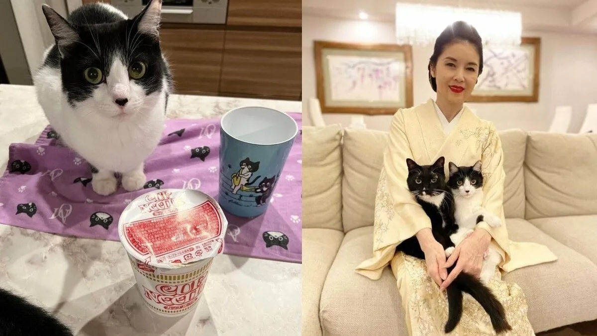 【ねこ】藤あや子さんの愛猫「オレオ」が「2分でgoサイン」カップ麺を待ちきれない？ フォロワー大喜利