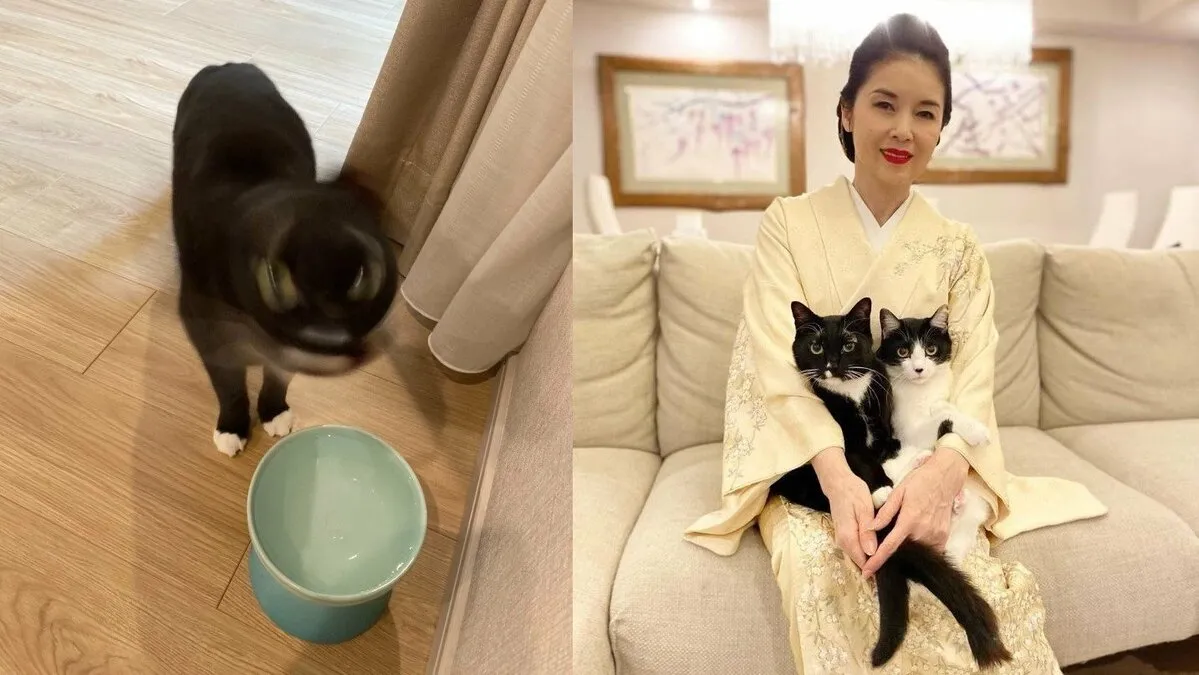 【ねこ】藤あや子さん “異世界の生物撮れた” 　愛猫・マルの “ねこドリル” にフォロワー反応して画像投げ合い