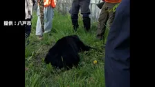 「弾が外れると飛んでいく」青森県で初の緊急銃猟　猟友会のハンターが語る“発砲の難しさ”　生活圏に相次ぐクマ出没