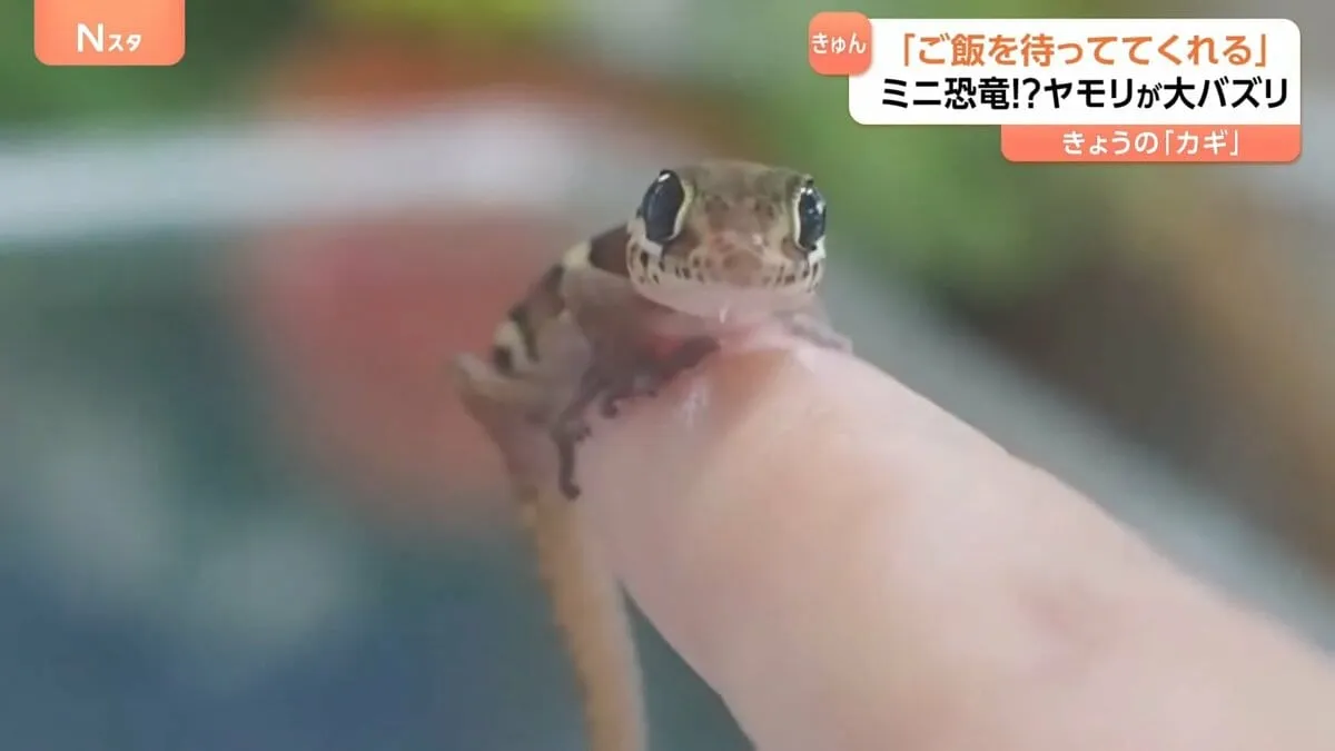 「うちの可愛すぎるヤモリを見て」 ミニ恐竜！？可愛すぎるヤモリがSNSで大バズリ 「ご飯を待っていてくれる」