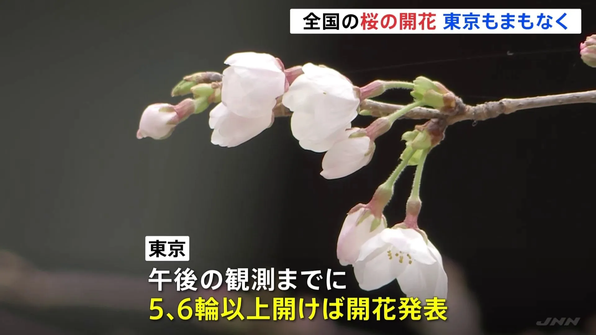 長崎・鹿児島で桜開花　東京の標本木は2～3輪咲き