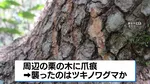 男性（59）がクマに襲われ大けが  愛知・豊田市の住宅