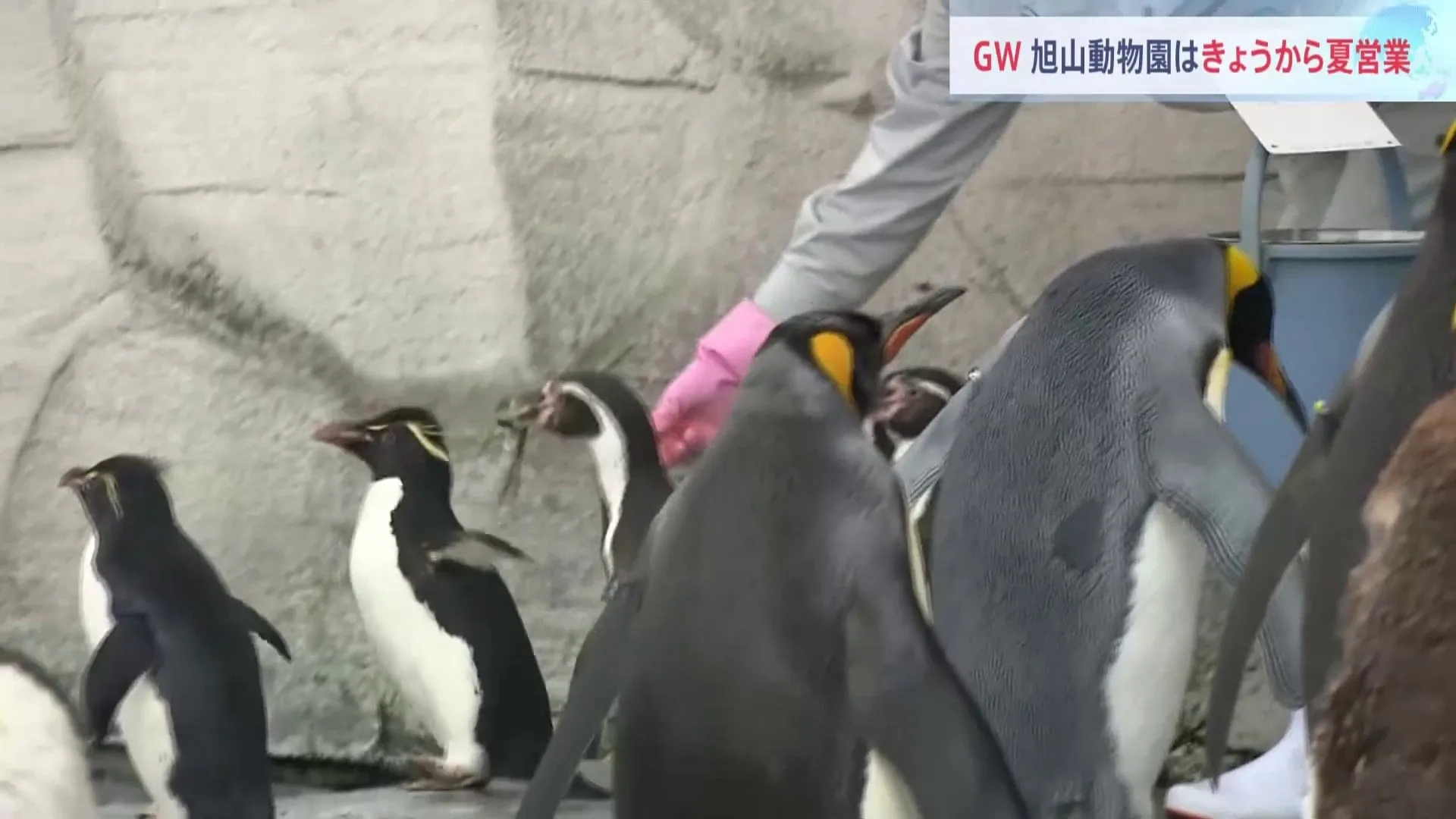 「もぐもぐタイム」が人気　旭山動物園きょう（26日）から夏営業　北海道旭川市