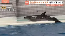 新アイドル登場！自由気ままなイルカの「ユキ」が大人気！