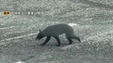 宮城の農業試験場にクマ 体長約1m　同じ日に2キロ離れた竹林でタケノコ採り中の女性がクマと遭遇し大けがも　大崎市