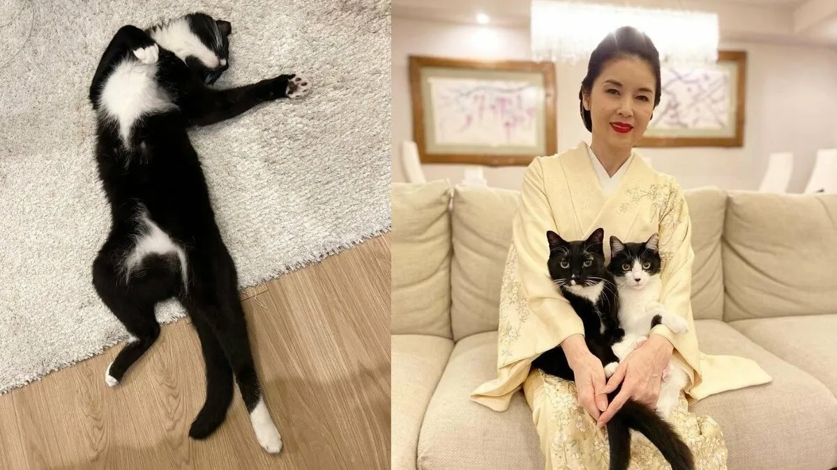 【ねこ】藤あや子さん　愛猫の絶妙な “ヘソ天” 姿に「科捜研に出動要請」　フォロワーも愛猫のヘソ天姿を投げ合う