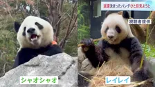 「お別れ」発表後はじめての週末　上野動物園前に長い列　パンダ「シャオシャオ」と「レイレイ」　予約なしでの観覧はあす（21日）が最終日