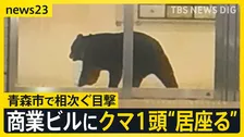青森市でクマ1頭がホテルなどが入る商業ビルで“居座り” 中心街に響いた2発の銃声…出没から約3時間後に緊急銃猟で駆除【news23】