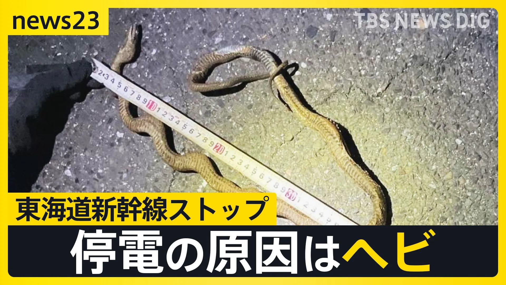 GW期間中の東海道新幹線がストップ最大96分の遅れ6万7000人に影響　停電の原因は「体長約100センチのヘビ」実は過去にも…【news23】