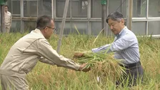 天皇陛下　皇居で毎年恒例の稲刈り　長靴姿でカマを手にしゃがんで収穫　