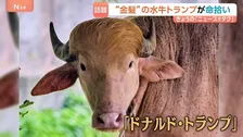 “金髪の水牛トランプ”が命拾い 「唯一の違いは、“牛”か“人間”かだけ」