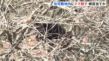 クマ出没　住宅敷地内の柿の木に成獣1頭と子グマ1頭　とどまり柿の実を食べる　岩手・岩泉町