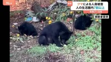クマによる人身被害 7割以上が市街地・公園など人の生活圏で発生 今年7～9月