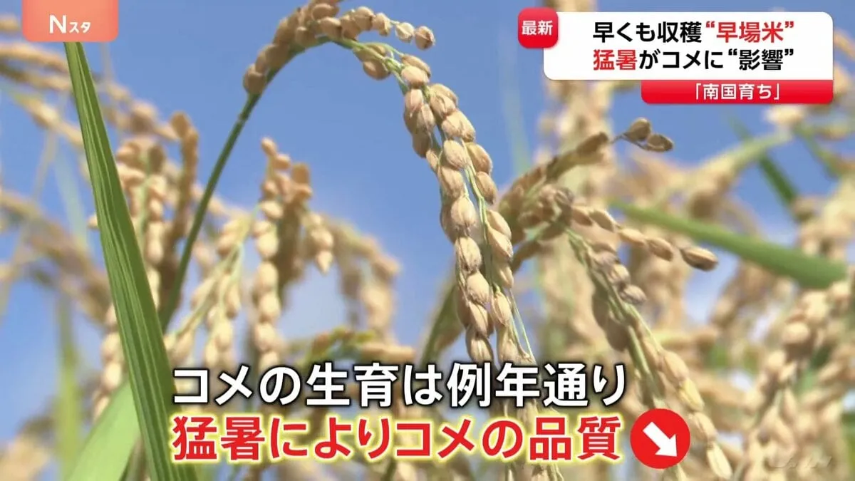 「銘柄米の価格下がってない」早くも収穫始まるコメ　消費者の納得できる価格まで下がるか