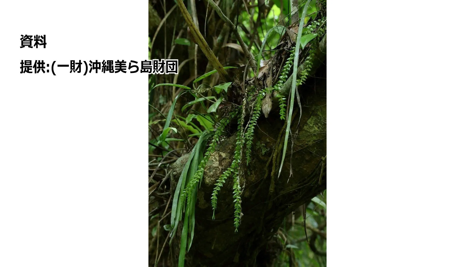 【独自】絶滅危惧種でシダ植物「ヒメヨウラクヒバ」を無許可で受け渡した疑い　“植物愛好家”の男性2人書類送検　入手経路はマレーシアか　埼玉県警