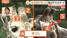夏限定！“泳ぐゾウ”に“ナイトサファリ”も！富士サファリパーク～すたすた中継～【Nスタ】