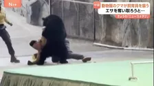 「人懐っこいクマ」のはずが…なぜ？中国の動物園のクマが飼育員に襲いかかる