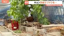 「やめろやめろ！」キョンがブドウをムシャムシャ　茨城でも農作物被害　茨城に定着すると本州全域に定着のおそれも