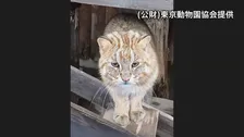 井の頭自然文化園のアムールヤマネコ2匹が相次ぎ死ぬ　ほかに4匹も体調不良　暑さが原因ではない可能性