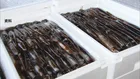 新年度のスルメイカ漁獲枠6万8400トンに　水産庁の審議会が正式決定　今年度の3.5倍