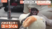 メキシコに“第二のパンチくん”登場　千葉・市川市の子ザル「パンチくん」は“ぬいぐるみ母さん”とバイバイ？たくましく成長中！