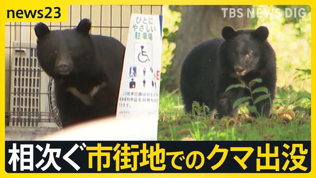 ワナにかかったメスのクマ　その周りを子グマが何度も…　相次ぐ市街地でのクマ出没　秋田で4人襲われけが【news23】