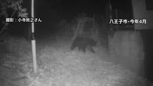 東京都がツキノワグマの狩猟解禁を検討　解禁は約20年ぶり　クマ検知AIなど民間技術活用などクマ対策に注力　議会答弁で表明