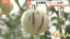 「食感も弾力あって野菜ではあまりないような味」　幻の野菜「ペピーノ」とは？ メロン？トマト？洋梨？注目度が上昇中！ 7月6日は“サラダ記念日”です
