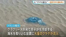 フランスの原発が“クラゲの大量発生”で一部運転停止　地球温暖化で去年も運転停止に…