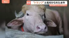 話題の水牛「名前はドナルド・トランプです」 特徴的な毛並みがあの髪型にそっくり！？バングラデシュ