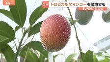 「甘い!！トロットロですね！」関東で栽培されているマンゴー　“ボックス栽培”がポイント　甘みが強いマンゴーに　茨城・小美玉市【SUNトピ】