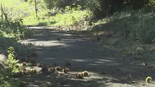4歳から5歳の幼稚園児5人がハチに刺される 搬送もいずれも軽傷 都内から栗拾いで訪れた園児 横浜市緑区長津田町 