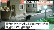 クマをマンション裏の茂みで発見…仙台市内の住宅地　緊急銃猟が困難、はこ罠での捕獲試み　周辺では18日夜からクマの目撃相次ぐ