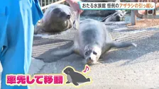 アザラシの引っ越し　冬を前に16頭のアザラシが海を仕切った天然プールから別のプールへ移動　「おたる水族館」 北海道・小樽市