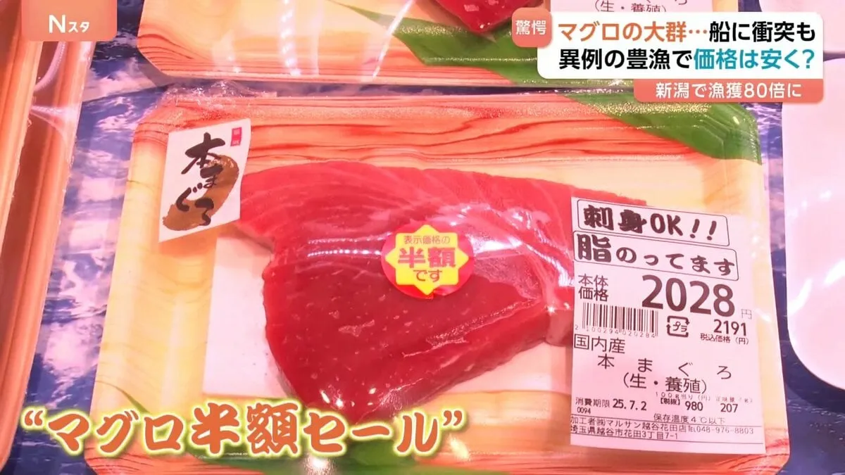 「恐怖を感じるくらい」大群が船に…マグロが異例の豊漁　価格は安くなる？