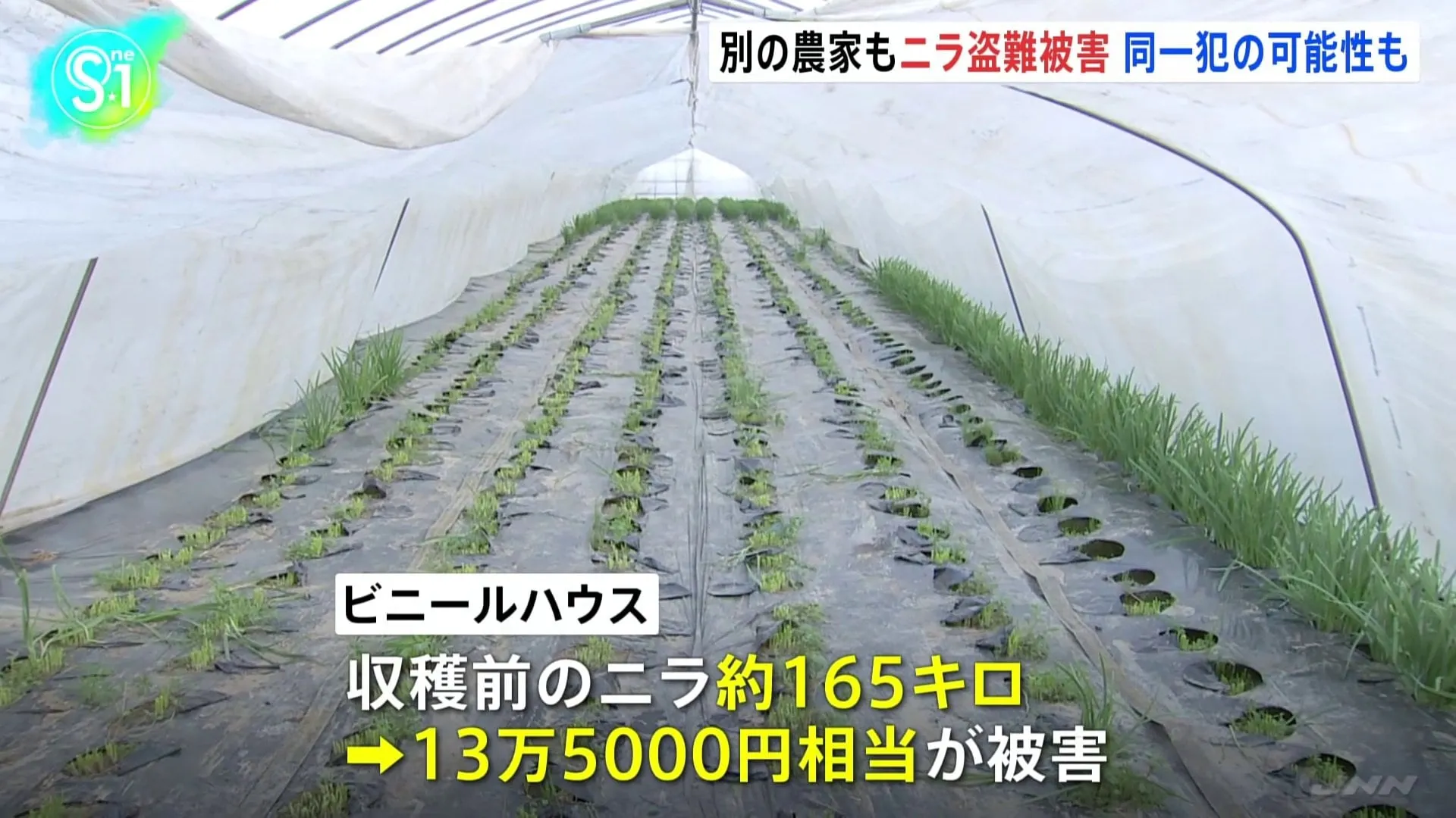 農家から収穫前のニラ、約165キロ・13万5000円相当が刈り取られ盗まれる　同様事件おとといも　同一犯による犯行か　茨城・筑西市