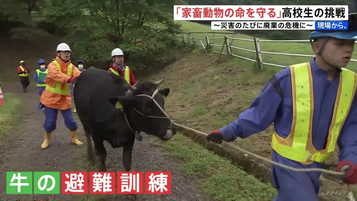 災害から家畜の命守れ 全国でも珍しい「牛の避難訓練」に栃木の高校生が取り組む 「1頭でも助かれば再開の希望に」