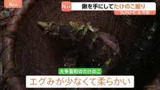 春の味覚　たけのこ料理を味わう　鍬を手にしてたけのこ掘り　山口農園　千葉・大多喜町【SUNトピ】