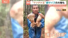 【中国の“マツタケ王”に密着】4時間で約11万円の成果 顔の大きさほどの特大サイズも… 父から息子へ受け継ぐマツタケハンターの技