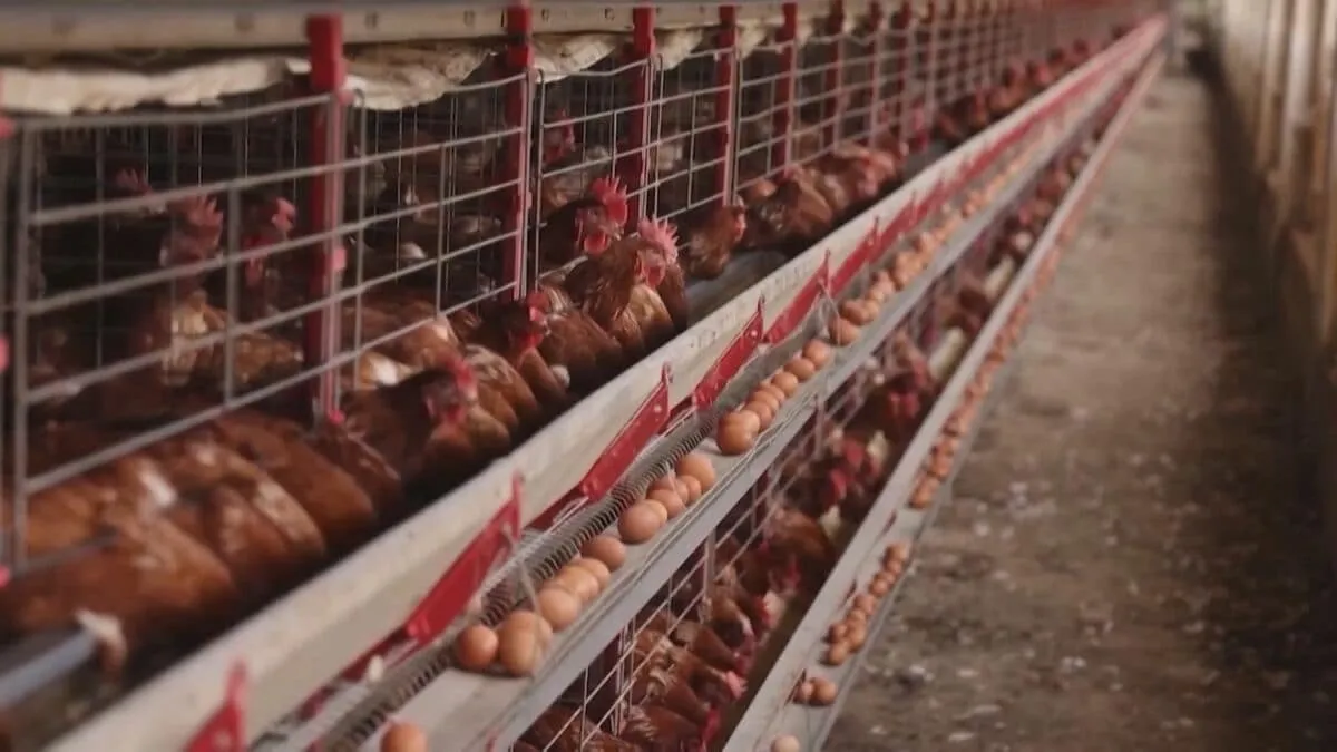ブラジル政府が鳥インフルエンザの「清浄化」を宣言　「鶏肉の輸出再開に向け、ブラジルは責任を持って前進している」