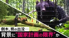 相次ぐ倒木、熊の出没被害…背景に130年前の“国家計画の限界” 東大教授が提言する縦割り行政の闇と「自分さえ良ければ」からの脱却