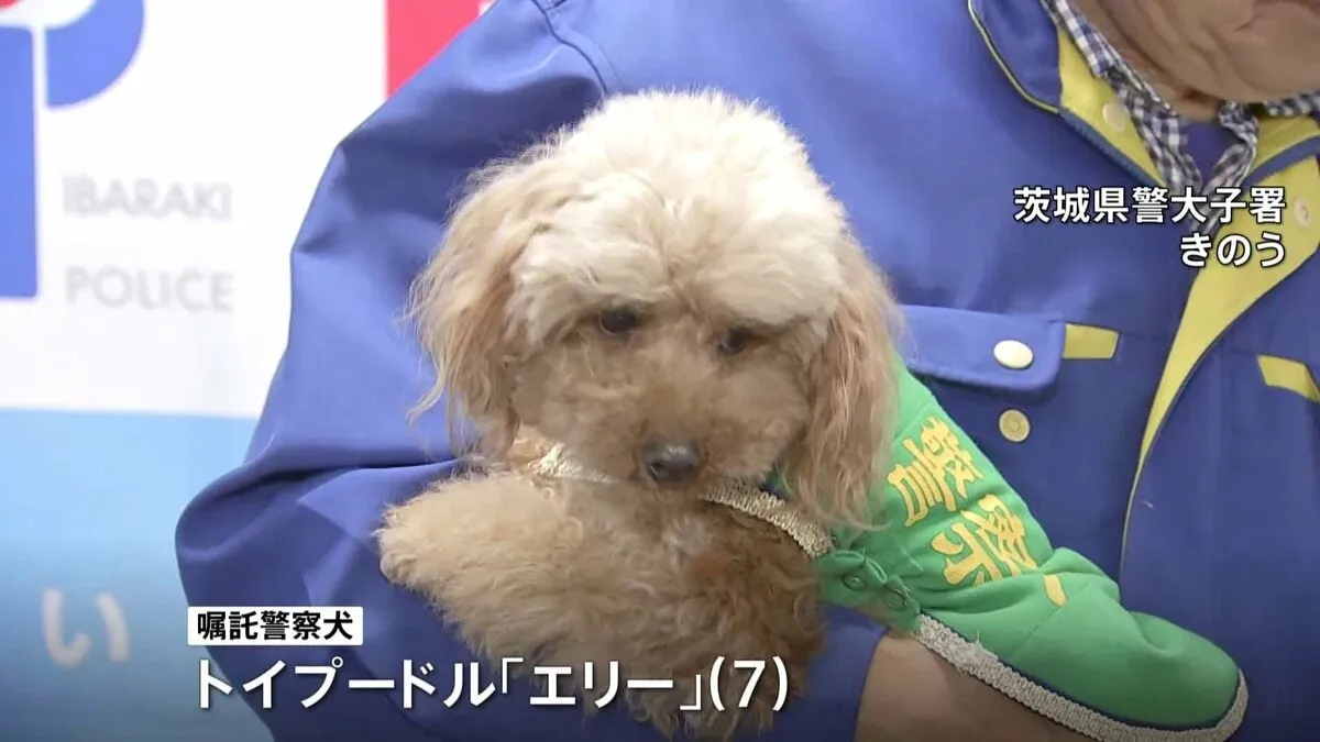 嘱託警察犬・トイプードルの「エリー」 行方不明になっていた高齢女性の発見に貢献　茨城・大子町