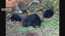相次ぐクマ被害を受けクマの捕獲や管理に関する国のガイドラインを改定　環境省