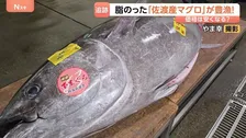 シーズンは6月なのに…佐渡産マグロがいま豊漁！脂がのって、春らしい香りも…関東で安く食べることはできるの？？