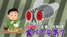 冬に発生の可能性も？「コバエが、料理に一瞬だけ止まってしまった！」その料理、衛生的に大丈夫？専門家に聞いた