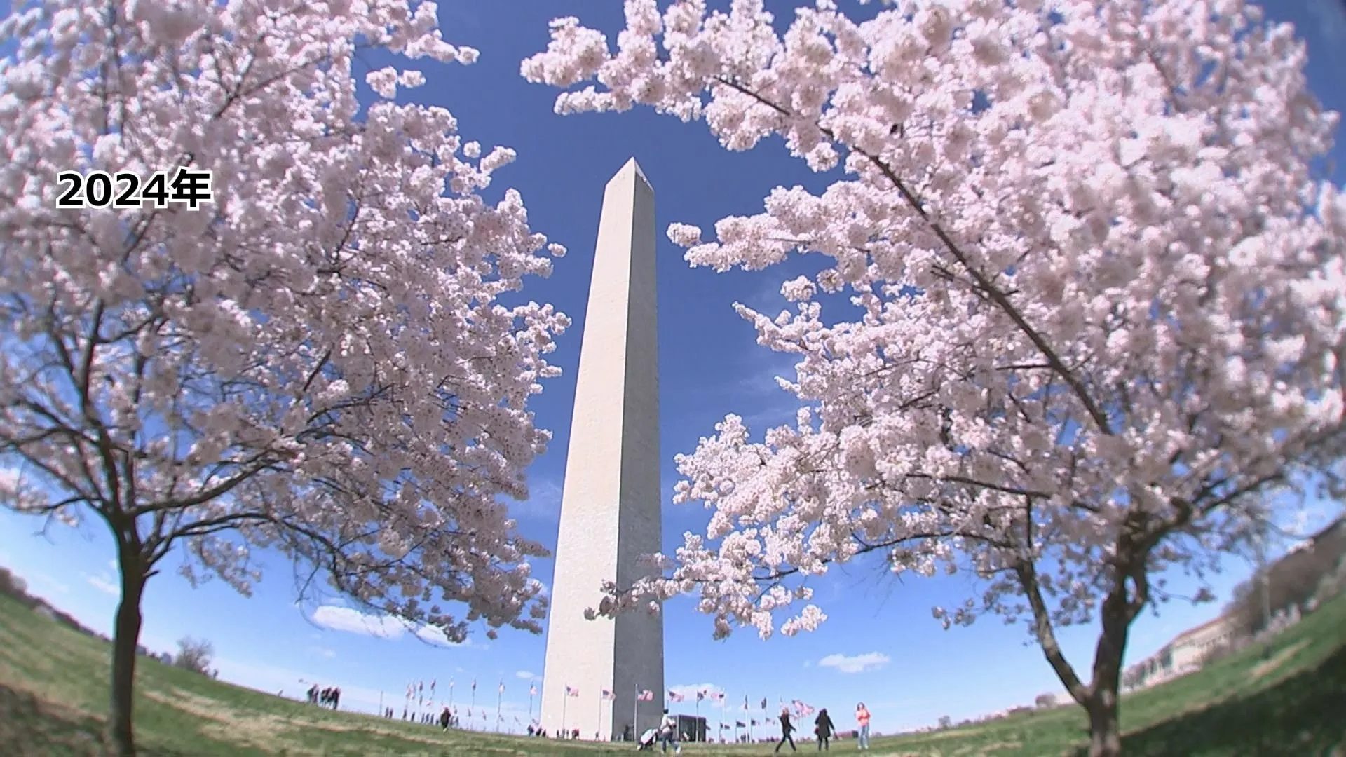 世界の桜の名所　米ワシントンの見ごろは「3月28日から31日」　日米友好の証