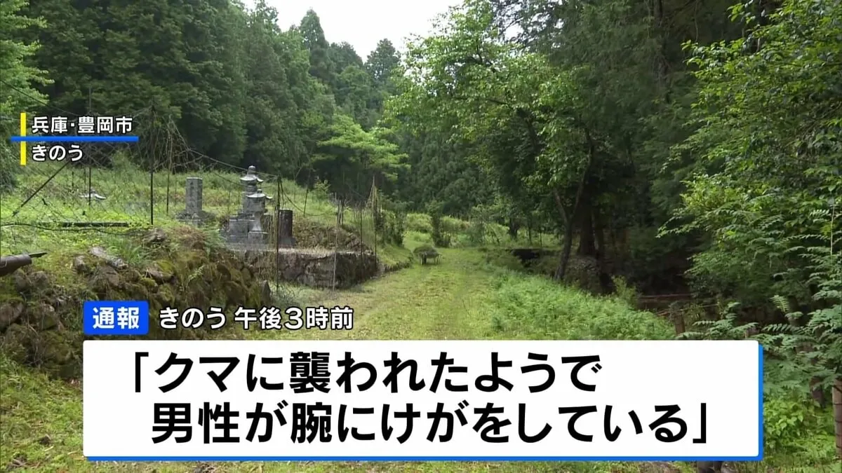 クマに襲われた77歳男性、太ももの付け根をかまれるなど重傷　命に別状なし　兵庫・豊岡市の山中
