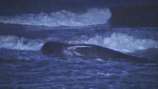 「クジラがいる」千葉・匝瑳市の浅瀬で潮を吹く姿 住民がクジラを見守る 千葉県は「生きているため対応するような状況ではない」匝瑳市では今月だけで2頭目