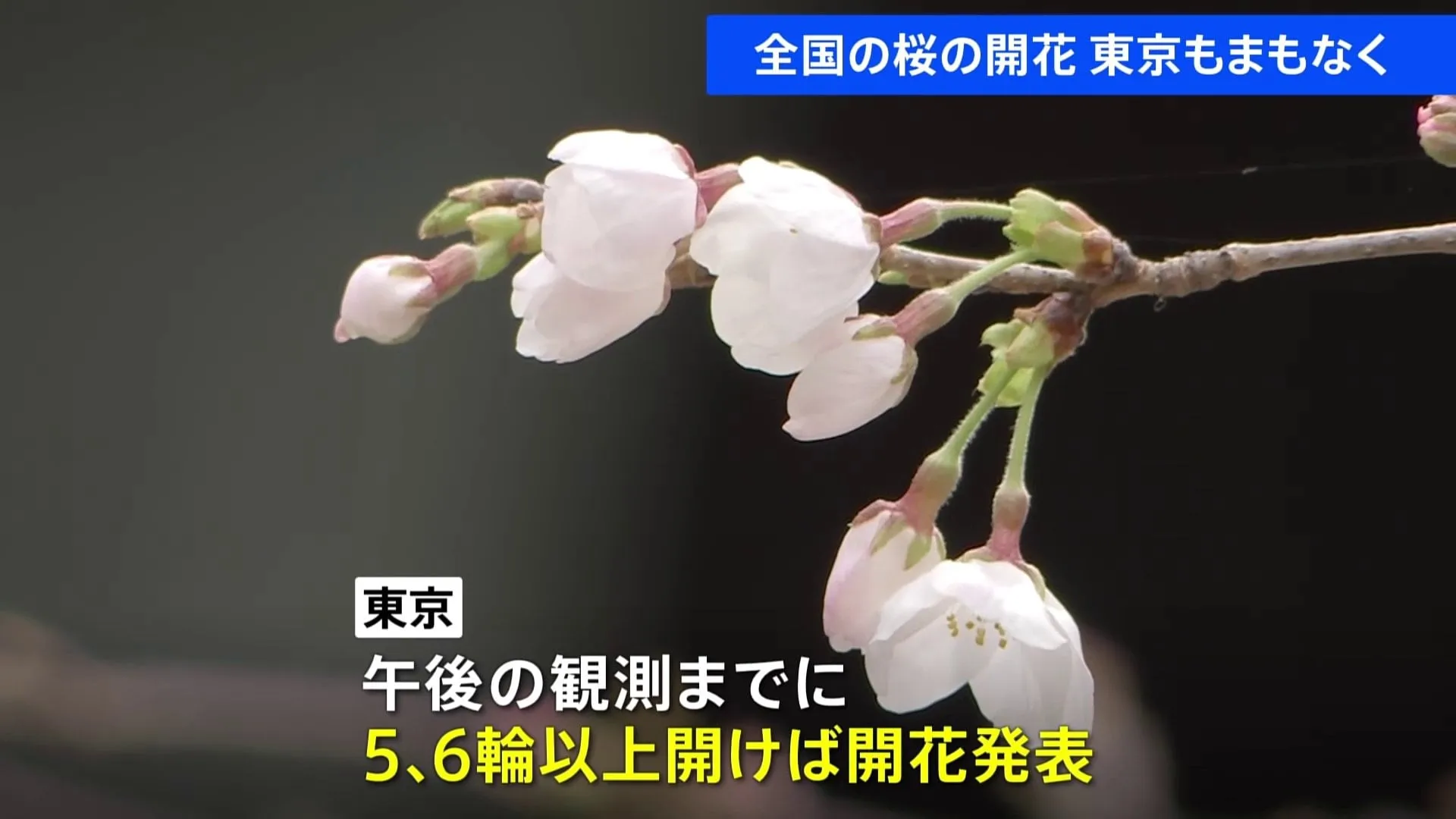 長崎・鹿児島で桜開花　東京の標本木は2～3輪咲き